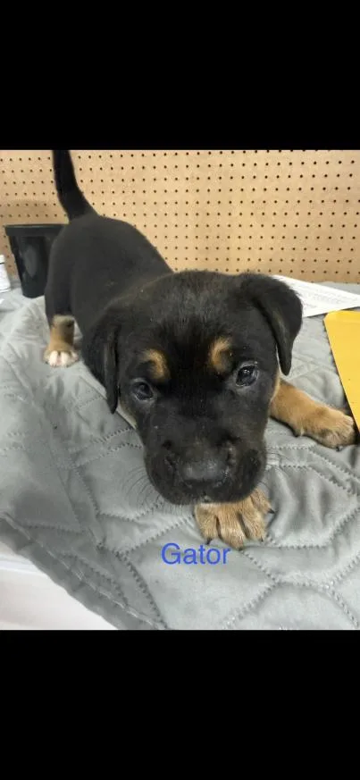 A baby small-sized male Tricolor (Brown, Black, & White) Mixed Breed dog named Gator for adoption in Grand Rapids, MI