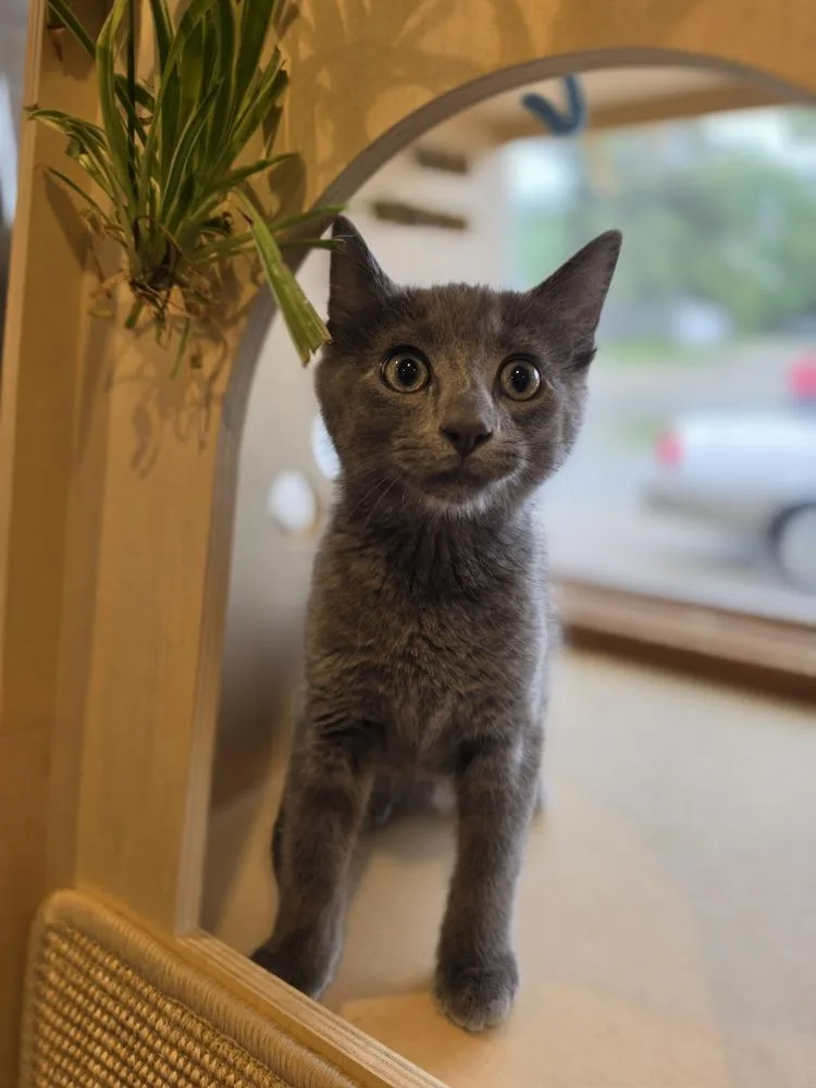 A baby small-sized male Gray / Blue / Silver Domestic Short Hair cat named Sultan    for adoption in Metamora, IL