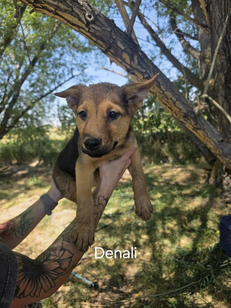 A baby large-sized female German Shepherd Dog dog named Denali for adoption in Midway, UT