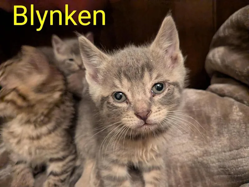 A baby small-sized male Gray / Blue / Silver Domestic Short Hair cat named Blynken for adoption in Poplar Grove, IL
