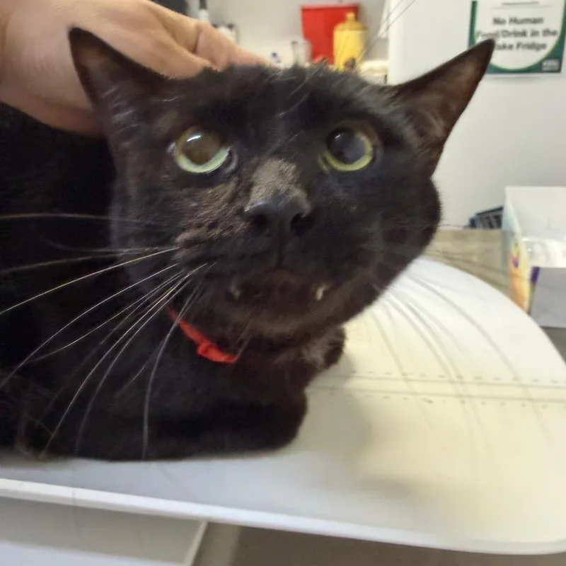 An adult medium-sized male Black Domestic Short Hair cat named Victor for adoption in Perkiomenville, PA
