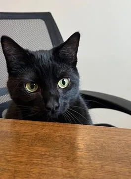 A young medium-sized female Black Domestic Short Hair cat named Itati for adoption in San Francisco, CA