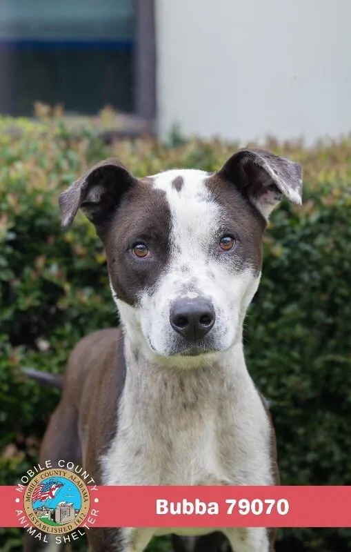 An adult medium-sized male White / Cream Black Mouth Cur dog named Bubba for adoption in Mobile, AL