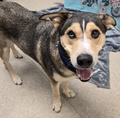 An adult large-sized male Mixed Breed dog named Arlo for adoption in Hamilton, OH