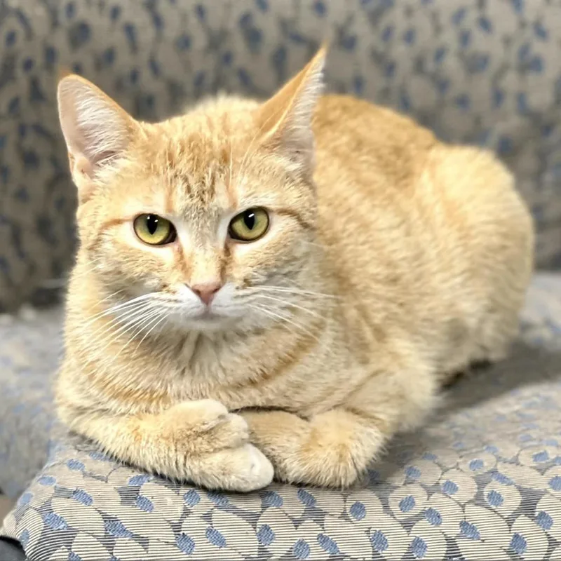 Mama Thumbs thumbnail 2