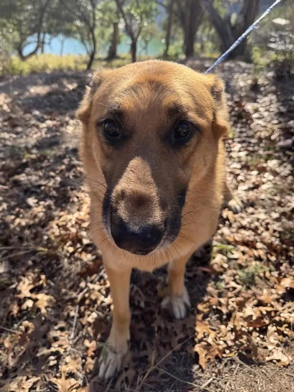 Dietrich thumbnail 2