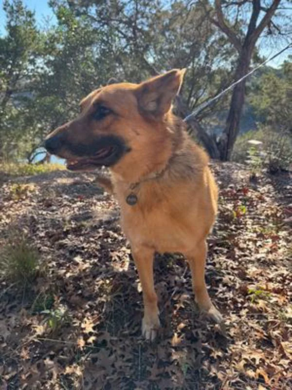 Dietrich thumbnail 4