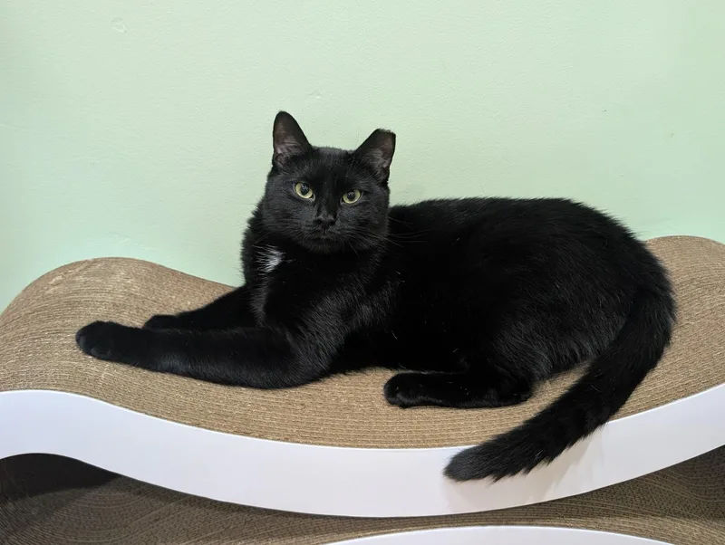 A young medium-sized male Black Domestic Medium Hair cat named Venus and Pippin for adoption in Fairfax, VA