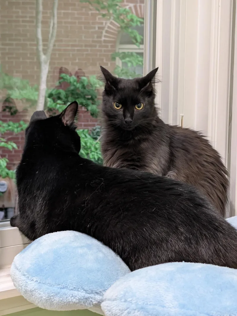 Venus and Pippin thumbnail 6