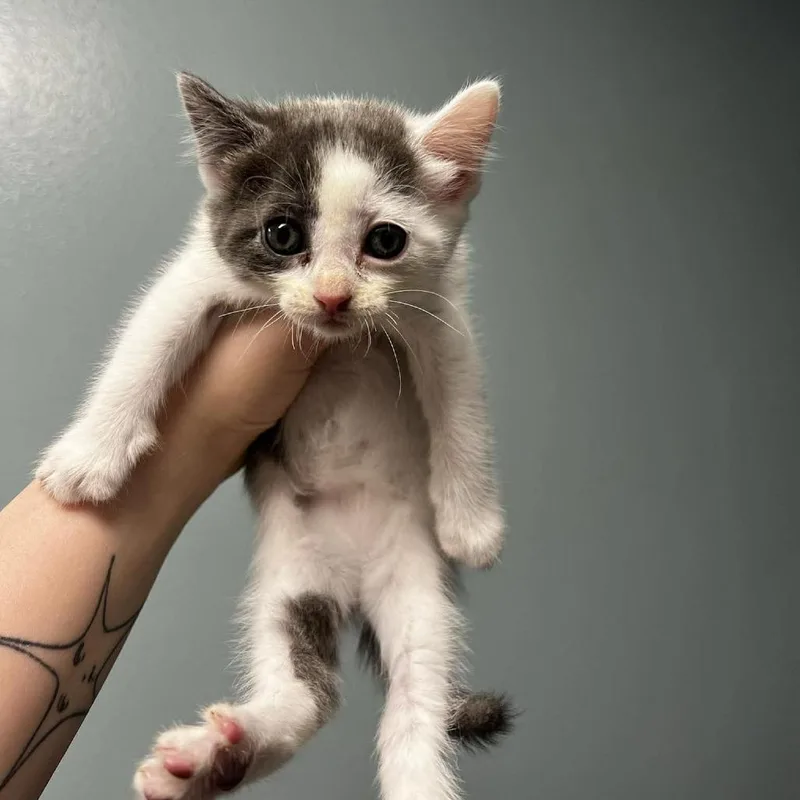 A baby small-sized female Gray / Blue / Silver Domestic Short Hair cat named Cloudy for adoption in Edwardsville, IL