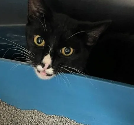 A baby large-sized male Domestic Short Hair cat named Slick for adoption in Jackson, LA