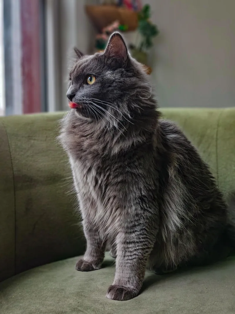 An adult extra large-sized male Gray / Blue / Silver Domestic Long Hair cat named Fluffy for adoption in Chicago, IL