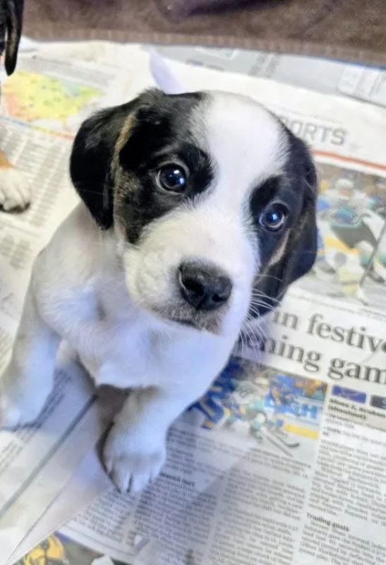 A baby medium-sized male Beagle dog named Ares for adoption in House Springs, MO