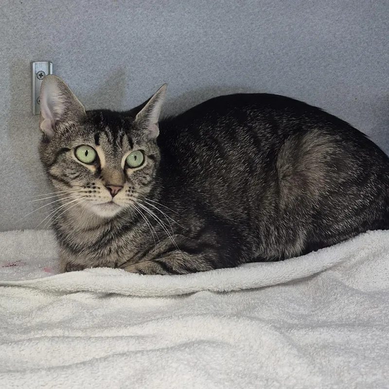 A young medium-sized female Gray / Blue / Silver Domestic Short Hair cat named Berta for adoption in Newark, NJ
