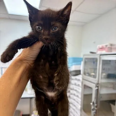 A baby small-sized male Black Domestic Short Hair cat named Axwell for adoption in Hamburg, NY