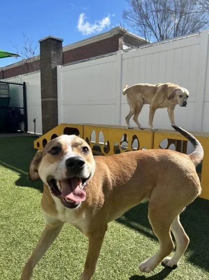 An adult medium-sized male Yellow / Tan / Blond / Fawn Mixed Breed dog named Logan for adoption in Monroe, NC