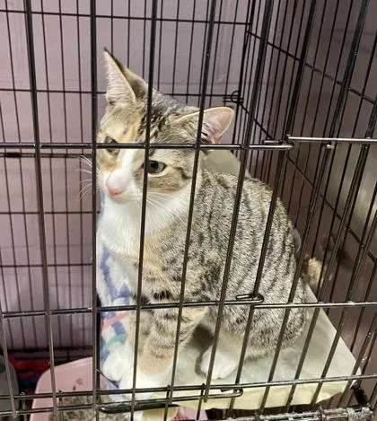 A baby small-sized female Domestic Short Hair cat named Petunia for adoption in Annapolis, MD