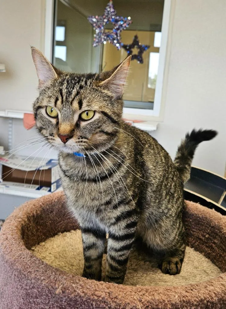 A young small-sized male Domestic Short Hair cat named Charlie for adoption in Fremont, OH
