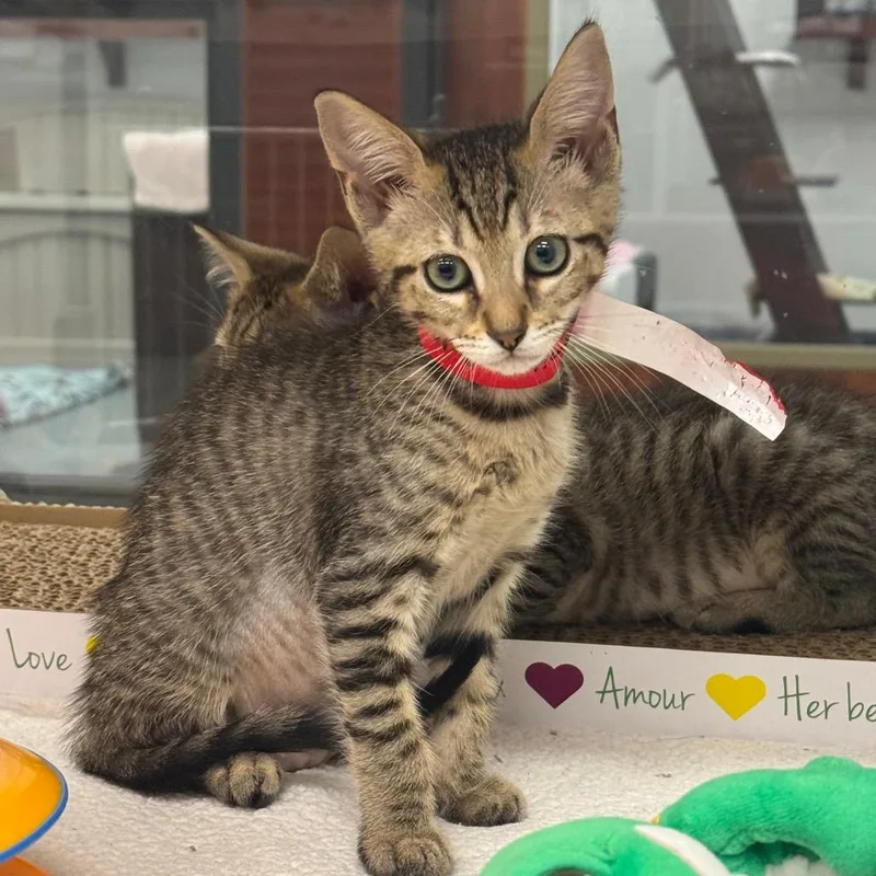 A young large-sized female Brown / Chocolate Domestic Short Hair cat named Nina for adoption in West Palm Beach, FL