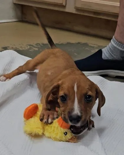 A baby small-sized female Mixed Breed dog named Ava for adoption in Port Saint Joe, FL