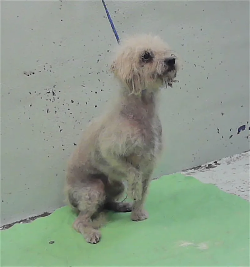 An adult small-sized male Poodle dog named Camacho for adoption in Houston, TX