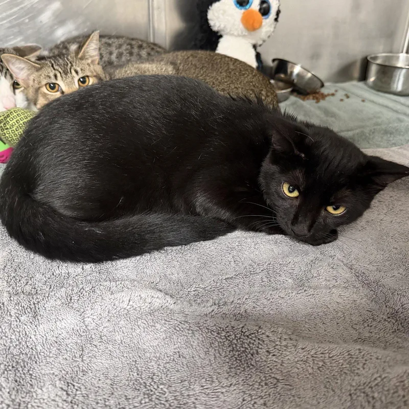 A young medium-sized female Domestic Short Hair cat named Ginger for adoption in Hilton Head Island, SC