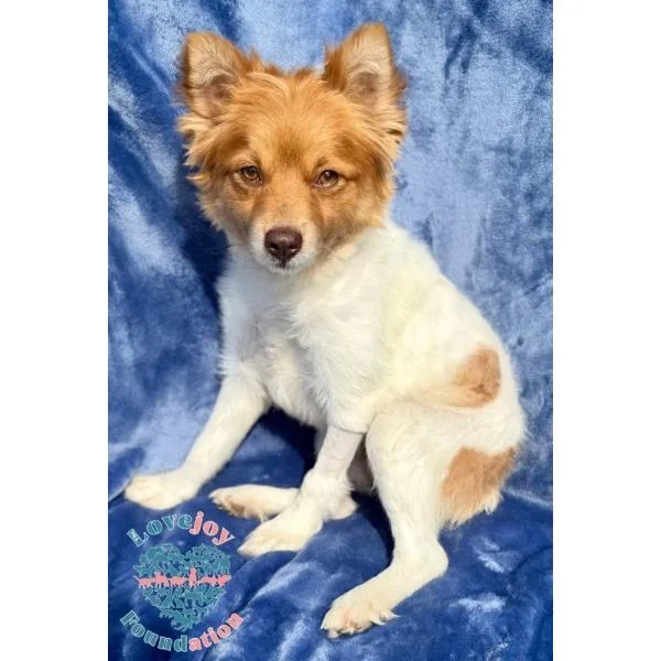 A young small-sized female White / Cream Pomsky dog named Cinnamon for adoption in Inglewood, CA