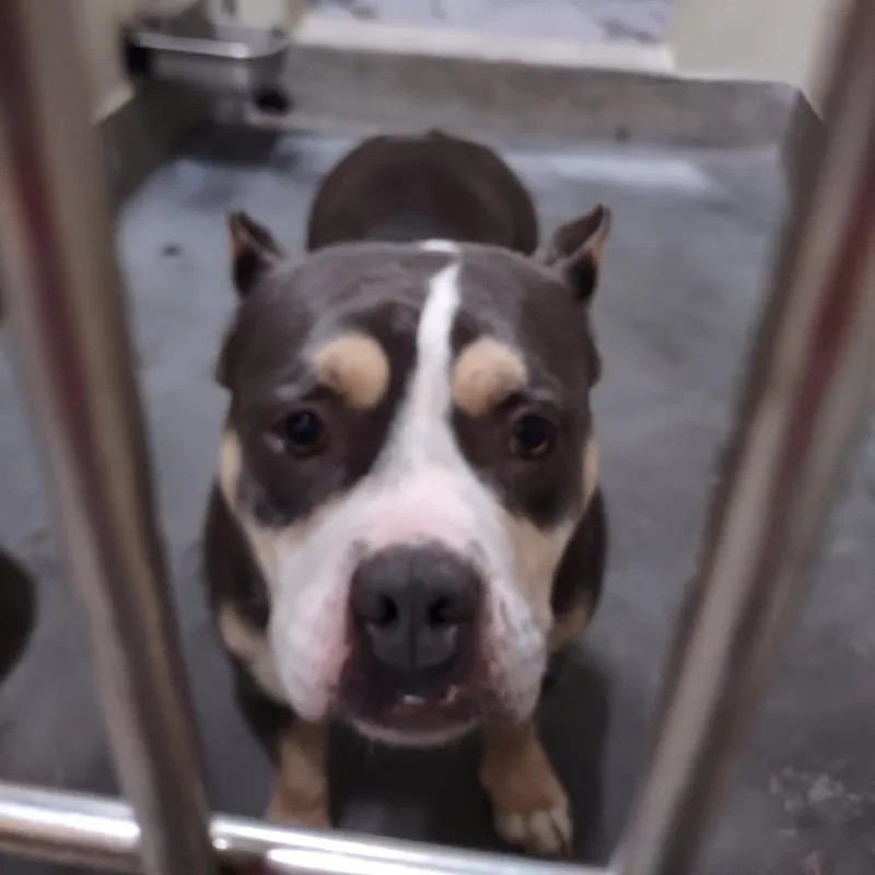 An adult medium-sized female Black Pit Bull Terrier dog named Darcy for adoption in Upland, CA