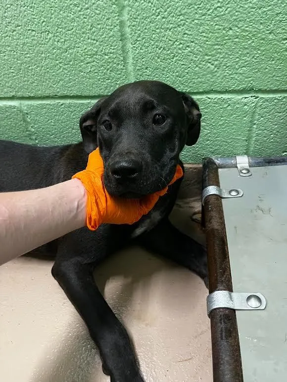A baby large-sized female Pit Bull Terrier dog named Friesian for adoption in Nacogdoches, TX