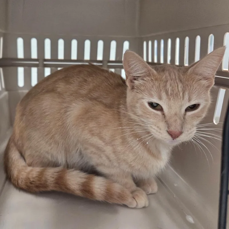 A young medium-sized female Orange / Red Domestic Short Hair cat named Cc for adoption in Chattanooga, TN