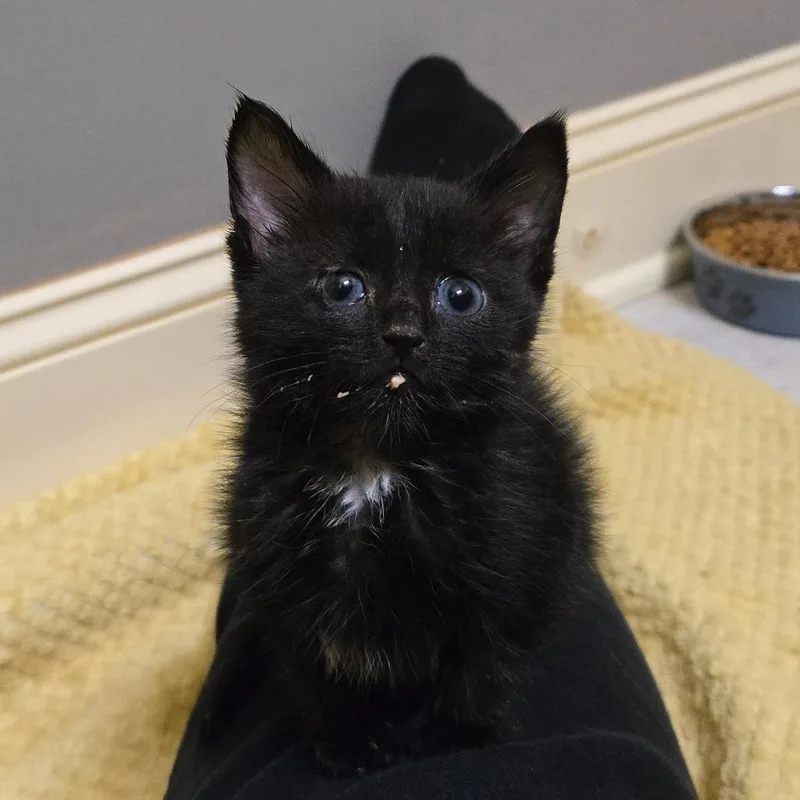 Black Bean