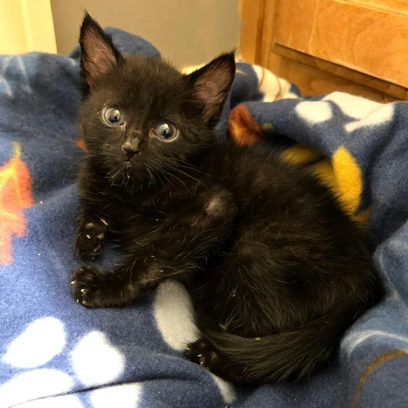 Black Bean thumbnail 2