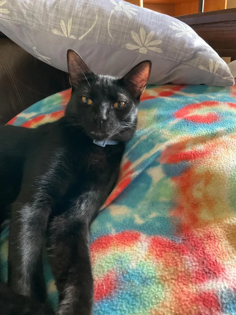 A young medium-sized male Black Domestic Short Hair cat named Aries for adoption in Fayetteville, NC