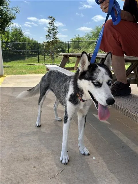 A young large-sized female Husky dog named Honey for adoption in San Antonio, TX