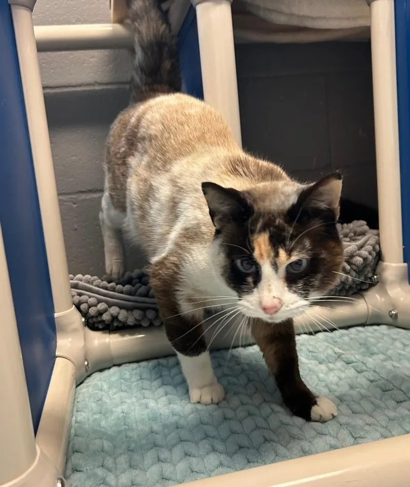 Coco Chanel thumbnail 2