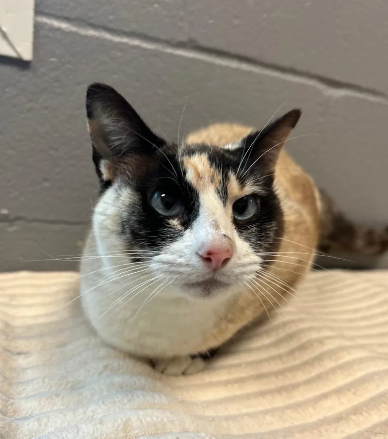An adult medium-sized female Dilute Calico Domestic Short Hair cat named Coco Chanel for adoption in Gainesville, TX