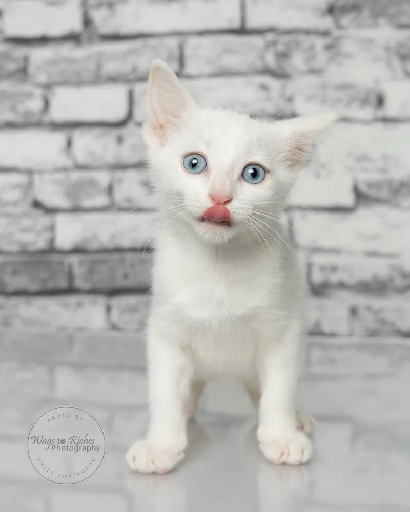 A baby medium-sized male White Domestic Short Hair cat named Goat Only for adoption in Tuscaloosa, AL