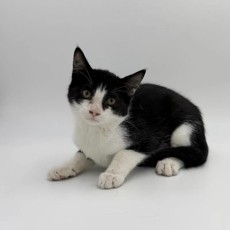 A baby medium-sized male Domestic Short Hair cat named Rico for adoption in State College, PA