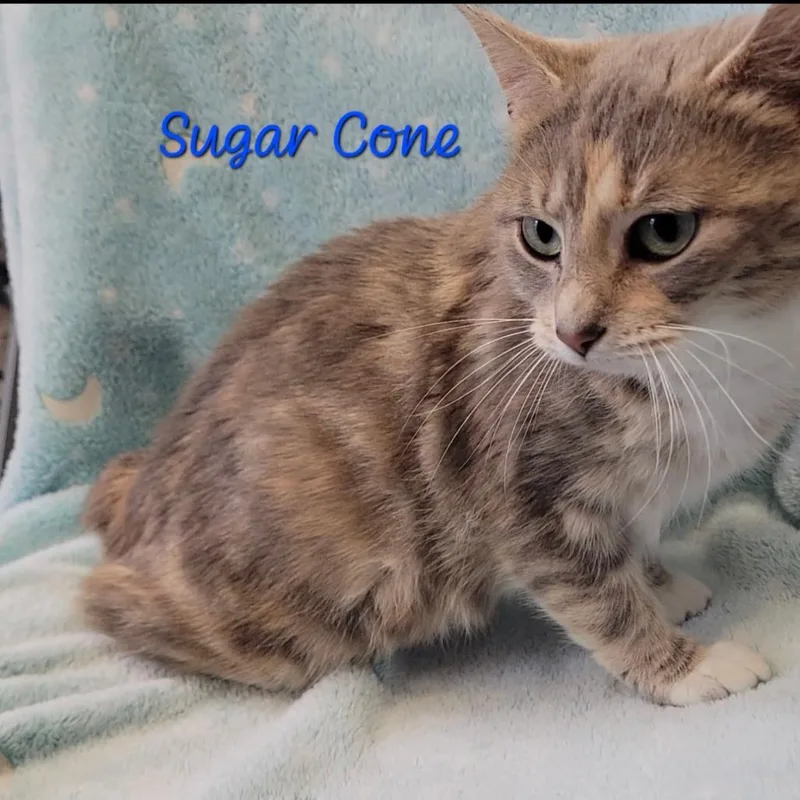 An adult medium-sized female Calico American Bobtail cat named Sugar Cone for adoption in Parkersburg, WV