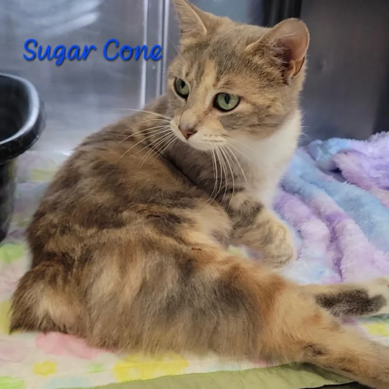 Sugar Cone thumbnail 2