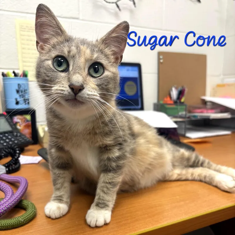 Sugar Cone thumbnail 3