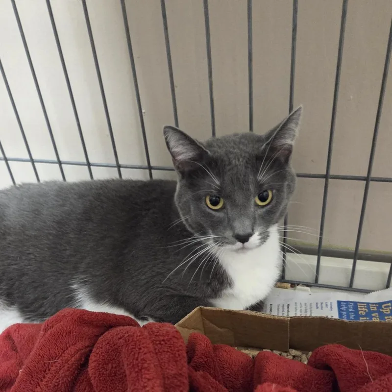 An adult medium-sized female Gray / Blue / Silver Domestic Short Hair cat named Ping Pong for adoption in Branson, MO