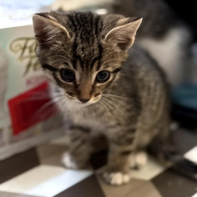 A baby small-sized male Brown / Chocolate Domestic Short Hair cat named Poppy for adoption in Long Beach, CA
