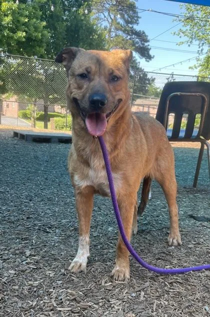An adult large-sized female Mixed Breed dog named Harriet for adoption in Chamblee, GA