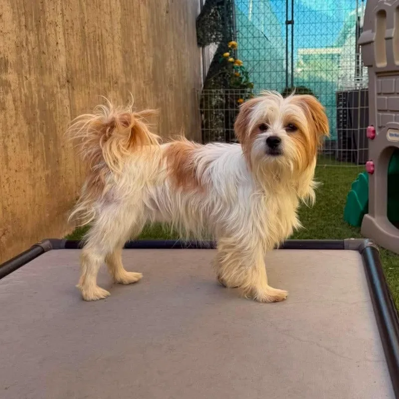 A young small-sized male Shih Tzu dog named Bradley for adoption in St. George, UT