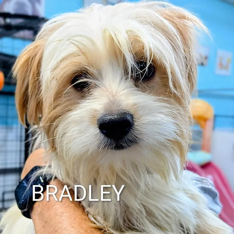 Bradley thumbnail 2