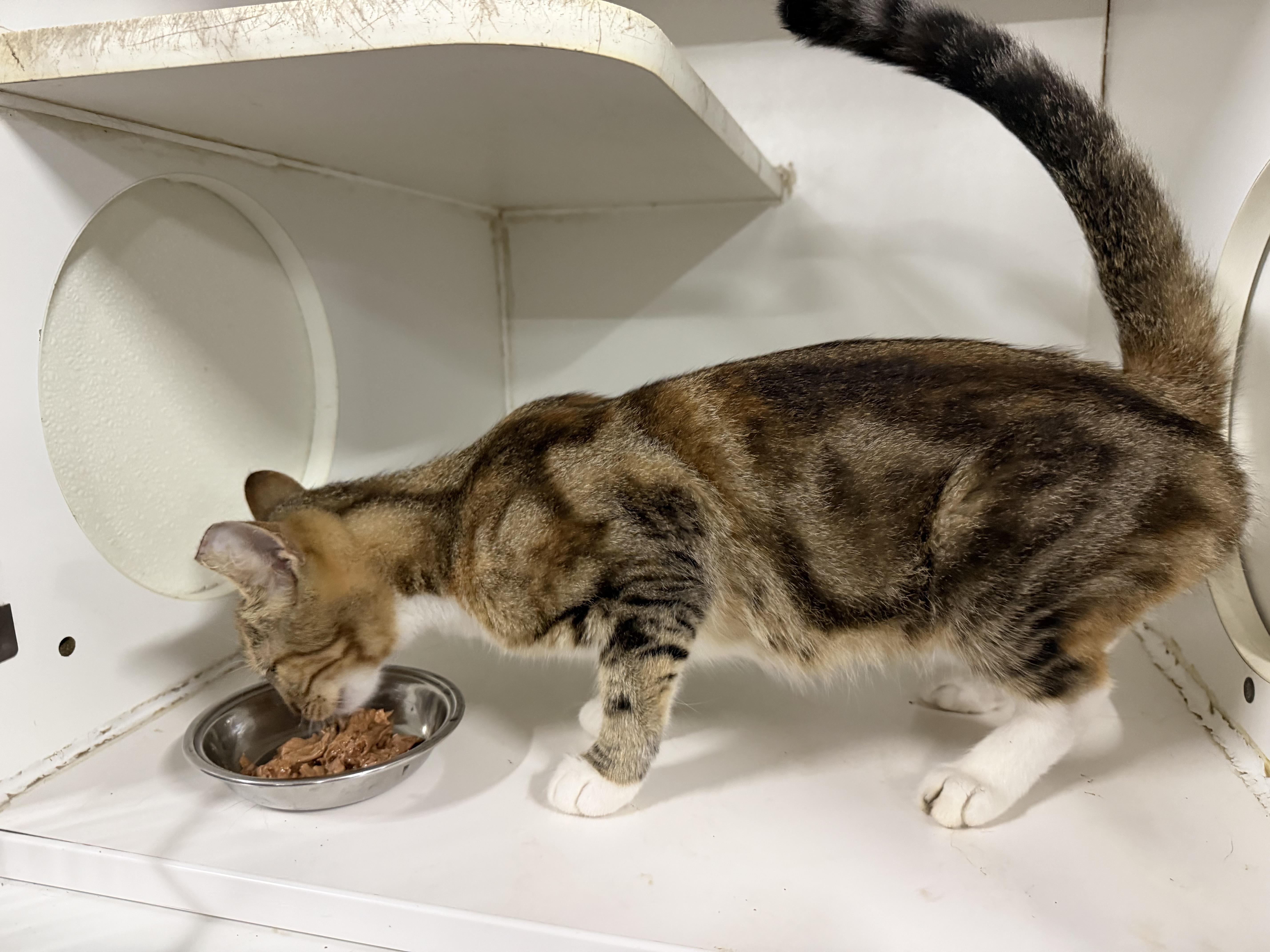 A young medium-sized female Torbie cat named Wilomena for adoption in Columbus, OH