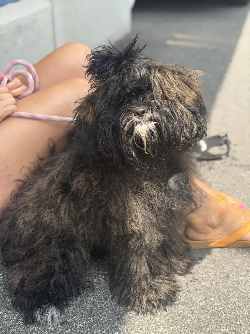 A baby small-sized male Shih poo dog named FraggleRock for adoption in Mahwah, NJ
