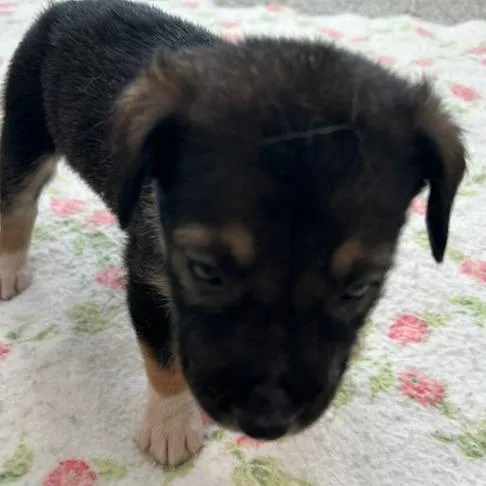 A baby small-sized female Black Mixed Breed dog named Queen for adoption in Breese, IL