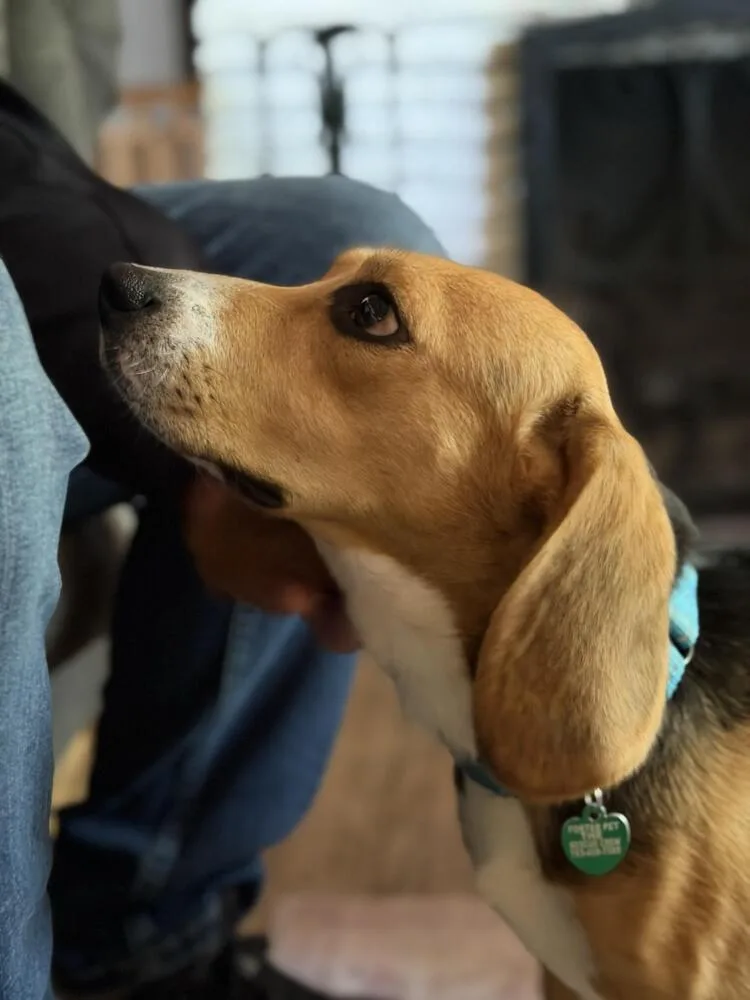 A young medium-sized male Tricolor (Brown, Black, & White) Beagle dog named Ridglan Beagles for adoption in Plymouth, MN